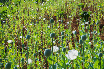 poppy flowers field in the mountains