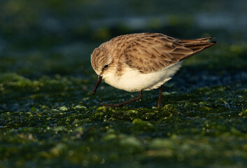 Little Stint feeding at Eker creek, Bahrain