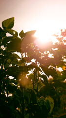 sunset in the forest