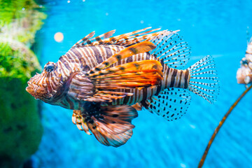 Grouper fish in aquarium with coral reef