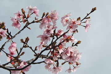 Drzewo czereśni kwitnącej