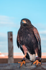 American desert hawk Harris. Dusky hawk. Predator. 