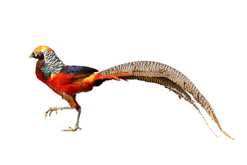 Beautiful golden pheasant isolated on white background