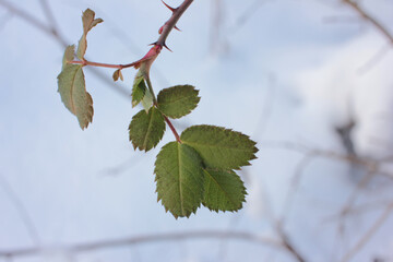 Branches with green leaves on snow background. Spring is coming concept. Close-up