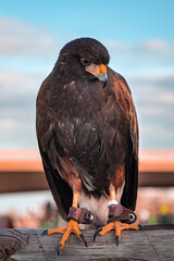 American desert hawk Harris. Dusky hawk. Predator. 