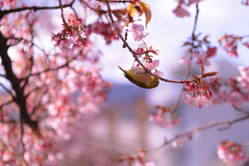 熱海桜の蜜を吸うメジロ（寒桜）