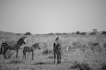 Obraz premium zebras in the savannah