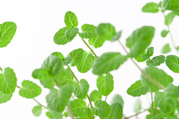 Fresh peppermint branches with leaves isolated white background macro