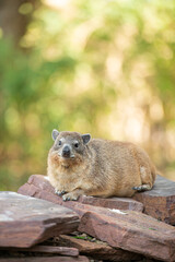 Smiling Quokka in day light