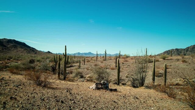 A time-lapse of saguaro cacti under the afternoon sun in the Sonoran Desert near Quartzite, Arizona just north of the Kofa National Wildlife Refuge.