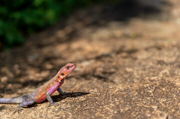 rainbow Agama lizard on the rock