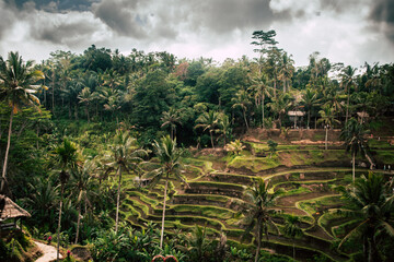 Fototapeta na wymiar Cloudy day on the Tegallalang Rice Terrace. Rice field is located among the palm trees near Ubud, Bali, Indonesia.