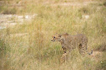 cheetah in serengeti