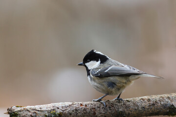 Naklejka premium A small tousled Coal tit is in the cold on a brown branch on blurred background