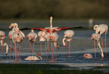 Greater Flamingos bathing and preening at Eker creek in the morning, Bahrain