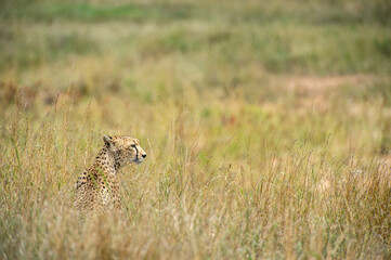cheetah in the savannah