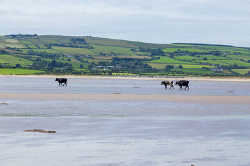 Obraz na płótnie Canvas cows walking on a sandy beach