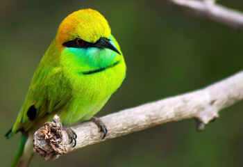 Close up of one exotic green yellow  isolated little yellow green bee-eater (Merops boehmi) sitting...