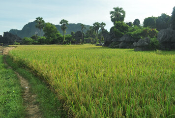 Beautiful karst landscape in Maros, South Sulawesi, Indonesia, surrounded by paddy field.
