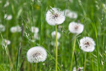 Pusteblume auf Wiese