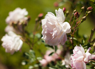 blooming white rose flower buds in the garden