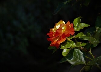Orange rose on dark background