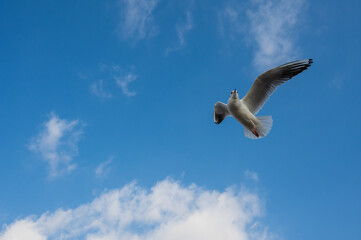 isolated flying seagull on blue background