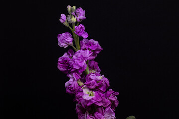 flowers on black background