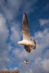 two seagulls flying side by side