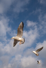 flying seagulls in the blue sky