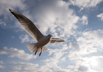 isolated flying seagull on blue background