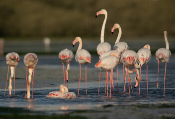 A flock of Greater Flamingos bathing, preening at Eker creek in the morning, Bahrain