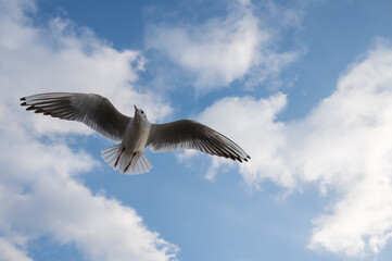 isolated flying seagull on blue background
