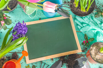 Spring Gardening concept. Gardening tools, herbs and plants on light blue wooden table. Spring outdoor garden works concept. Flat lay, top view