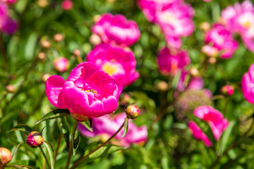 Päonien (Pfingstrose) in voller Blüte