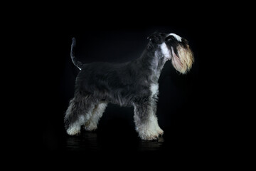 miniature schnauzer dog black background