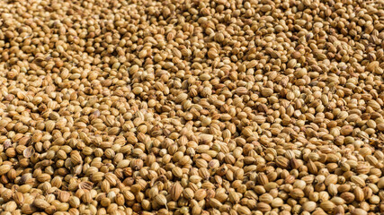 Coriander seed