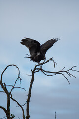 Vulture-bird, on an Oak tree