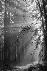Sunbeams in the morning forest in black and white