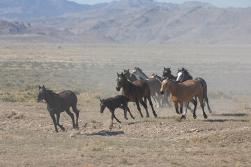 Herd of Wild Horses Runnng Across the Utah Desert