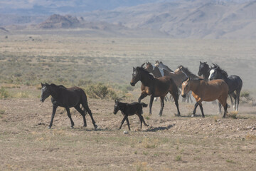 Fototapeta na wymiar Herd of Wild Horses Runnng Across the Utah Desert