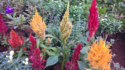 Scenic view of fresh colorful flowers for multipurpose use