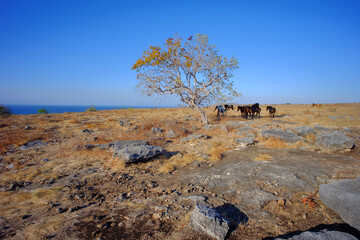 Beautiful landscape of East Sumba or Sumba Timur, located in Sumba Island, Nusa Tenggara Timur, Indonesia.
