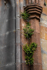 Leaves growing out of old stone ruins.