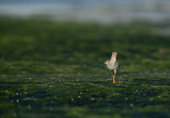 Common Redshank on green at Eker creek, Bahrain