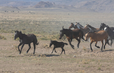 Herd of Wild Horses Runnng Across the Utah Desert