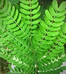 green leaf background