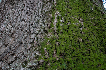 Green moss on half of a tree trunk.