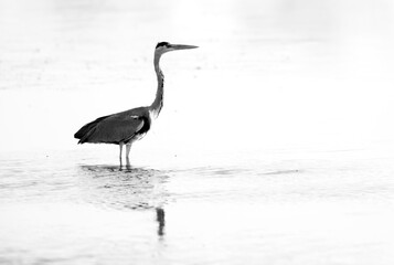 A portrait of a Grey Heron and reflection on water at Tubli bay, Bahrain