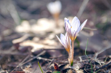 crocus